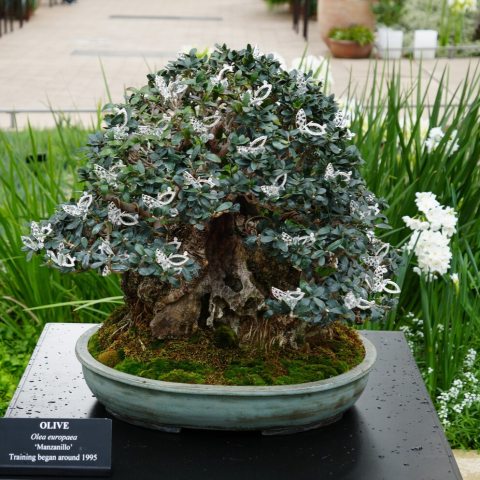 A slow-growing, evergreen known for its gnarled, picturesque trunks, and silvery-gray-green leaves. 