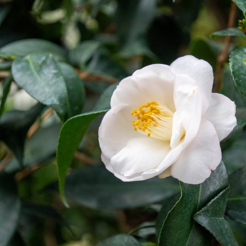 Profuse  blush-pink with medium semi-double petals with broad wavy edges.