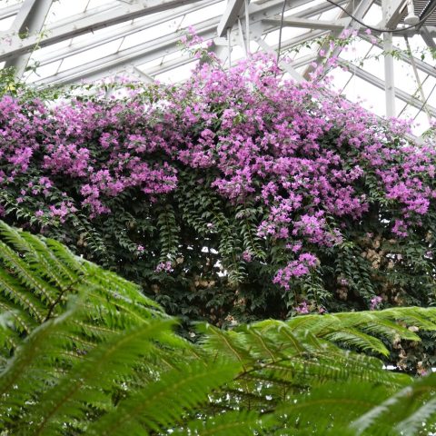 Famous for its profusely vibrant, papery, often magenta-pink, pointy bracts (modified leaves).