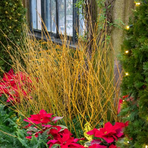 A vigorous, multi-stemmed shrub known for its brilliant, bright yellow winter stems.