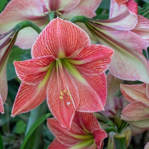 Large, trumpet-shaped flowers in unique, earthy tones of terracotta and salmon, with a soft green or white star-like center, creating a rustic yet elegant look.  