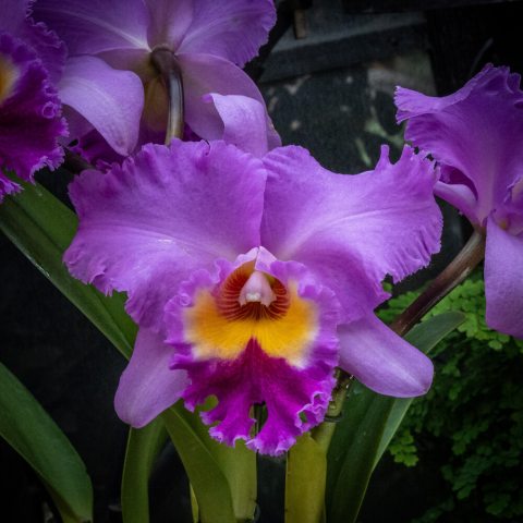 Purple Orchid