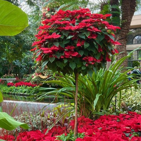 Grown over a two-year process, standards are carefully trained and managed to reach their towering height and bushy-round appearance.