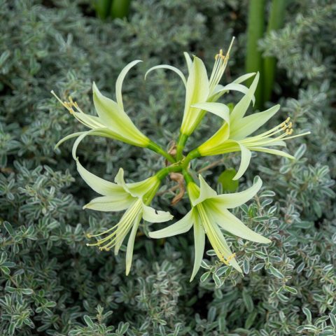 Unique, elegant lime-green, spider-like flowers with a darker green throat, long stamens, and slender, flared petals, blooming in clusters on tall stalks. 