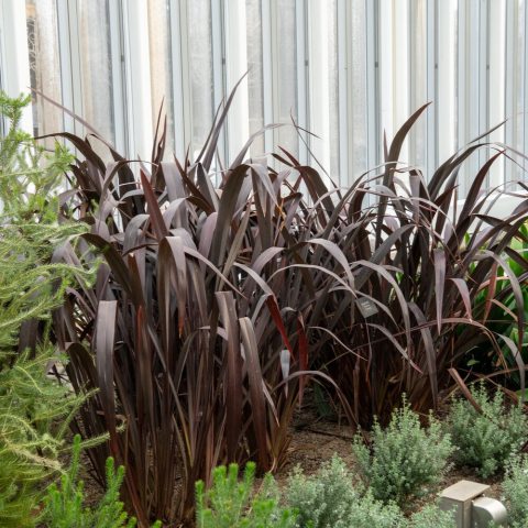 A large, architectural perennial known for its graceful, dark purple to maroon, strap-like leaves that arch towards the tips, reaching 4-6 feet tall and wide.