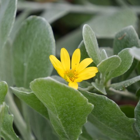 Bright yellow, daisy-like flowers with yellow centers on a sprawling, fuzzy grey-green foliage. 