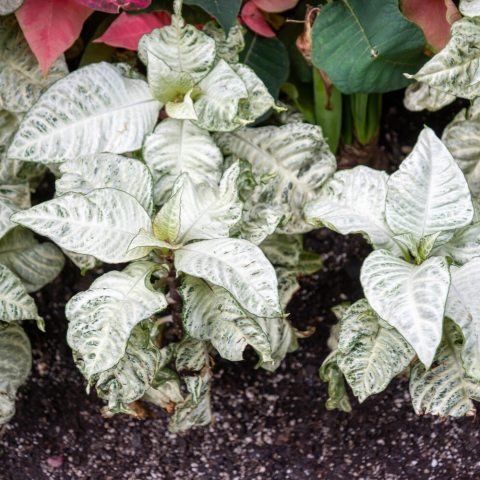 Striking compact tropical plant with green leaves accented by prominent bright white veins. 