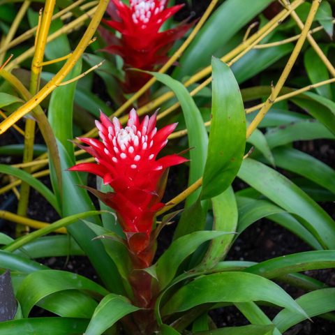 Vibrant, long-lasting red bracts (modified leaves) with white tips, forming a striking "flower" from glossy green foliage. 