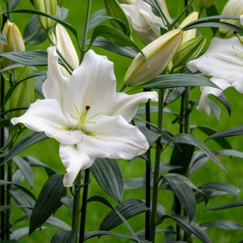 Elegant large, velvety white blooms on long stems.
