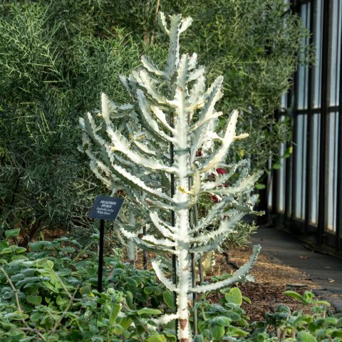 Striking, cactus-like succulent with angular, often 3- or 4-sided stems featuring zigzagging yellowish-white "milk stripes," spiny ridges, and tiny leaves.