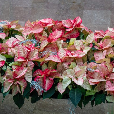 Bushy poinsettia cultivar known for its deep green leaves and striking cream-colored bracts (modified leaves), speckled with red.