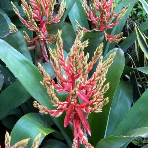 Long-lasting, brightly colored pink bracts with small blue-purple flowers emerging from the center.