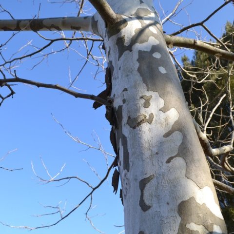 Distinctive, mottled bark that exfoliates in irregular plates, revealing smooth, creamy white, greenish, and tan inner layers, creating a camouflage-like pattern, especially prominent on upper branches