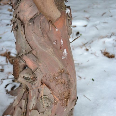 Reddish-brown color, becoming flaky and peeling in small scales, that contrasts beautifully with the dark green needles.