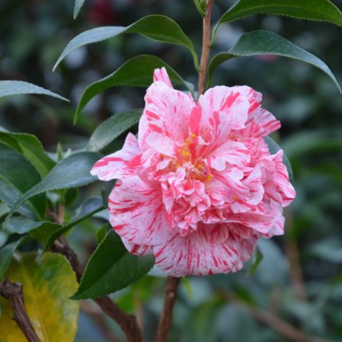 Large, soft white striped/streaked pink, double, upright, flowers, with shiny evergreen foliage.