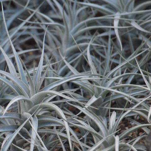 Stiff, silvery-green to whitish leaves that form a caulescent (stem-like) rosette.
