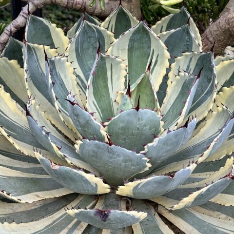Symmetrical rosettes of blue-green leaves with broad, creamy-white edges and sharp, orange-yellow terminal spines, growing to about 2 feet tall and wide. 