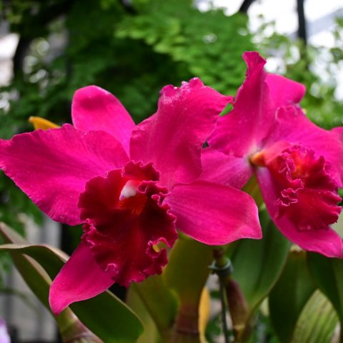Bright fuchsia orchid with reddish frilly lip