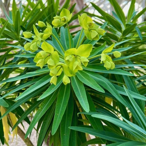 Features rosettes of narrow, lance-shaped leaves and produces large, 6-inch-wide terminal clusters of lime-green, cup-shaped, showy bracts containing small flowers.