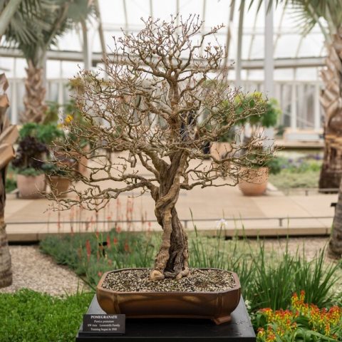 Gray-brown bark with a beautiful furrowed texture that compliments the perfect winter canopy. 