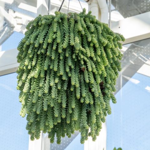 A trailing succulent known for its dense, fleshy, teardrop-shaped blue-green leaves covering long stems that cascade like a donkey's tail.