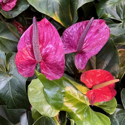 Valued for its vibrant magenta-pink/coral blooms and deep green foliage