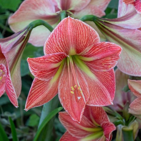 Large, trumpet-shaped flowers in unique, earthy tones of terracotta and salmon, with a soft green or white star-like center, creating a rustic yet elegant look. 