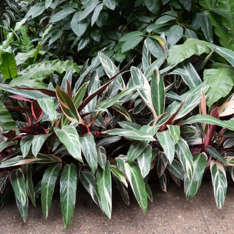 Colorful, variegated leaves (green, cream, pink, red) with striking maroon undersides that fold up at night.