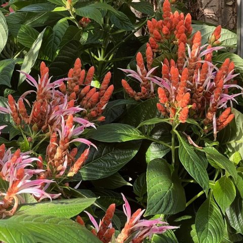 Tubular pink flowers that emerge from dense, cone-like orange or coral-colored bracts (modified leaves).