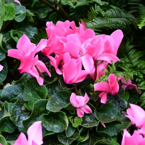Valued for its heart-shaped, silver-mottled leaves and unique, upside-down flowers with swept-back petals in shades of pink, white, red, or purple.le. 