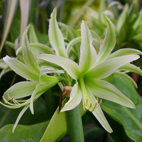 Unique, elegant lime-green, spider-like flowers with a darker green throat, long stamens, and slender, flared petals, blooming in clusters on tall stalks. 