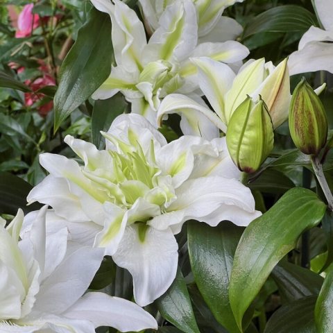 Pollen-free, double Oriental lily with lush, pure white, up-facing blooms that have hints of green at their centers.