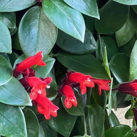 Bright red tubular flowers in clusters compliment the thick, shiny leaves of this vine. 