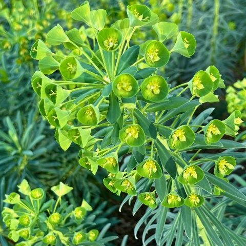 Features large, dramatic, lime-green to chartreuse, dome-shaped flower heads (inflorescences) composed of tiny flowers surrounded by yellow-green bracts.