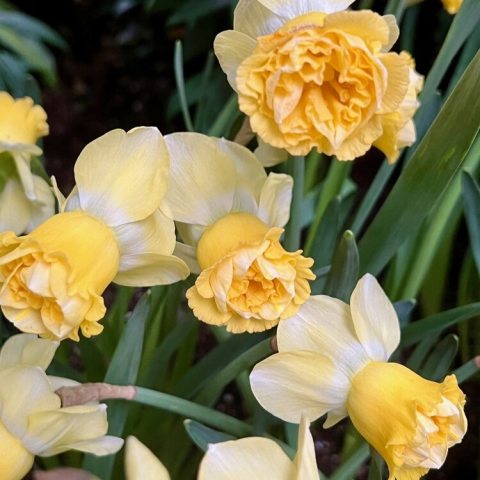 Double daffodil (Division 4) known for its lush, peony-like, ruffled blooms that transition from yellow-and-white to soft cream and peach, standing 12–18 inches tall. 