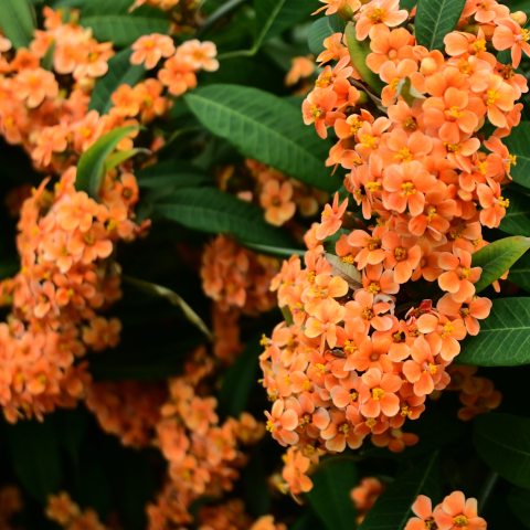 Features stunning, peachy-orange, cup-like bracts surrounding small flowers, which appear in dense clusters along long, arching, weeping stems.