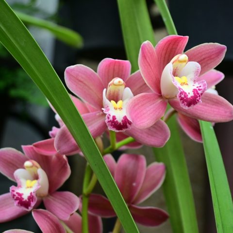 Striking orchid with red sepals and petals with a white, spotted lip.
