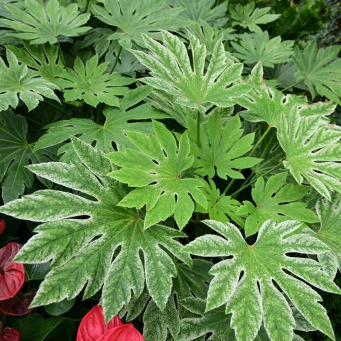 Large, glossy, palmate leaves heavily speckled with creamy white variegation that resembles a spider web.