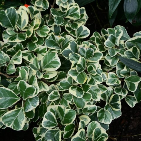 A rare, slow-growing dwarf shrub known for its thick, triangular, variegated leaves.