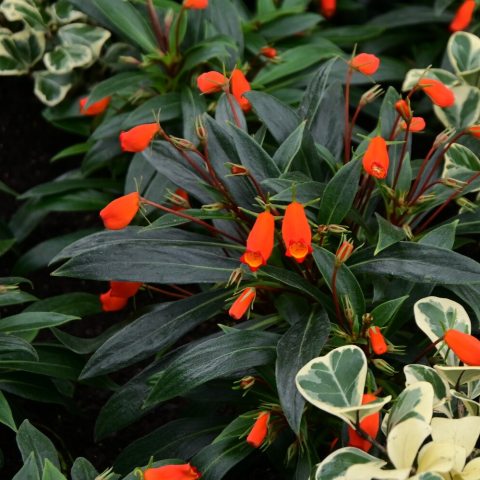 Prolific, long-lasting display of tubular, vermilion-red to orange-red flowers with yellow-spotted throats.