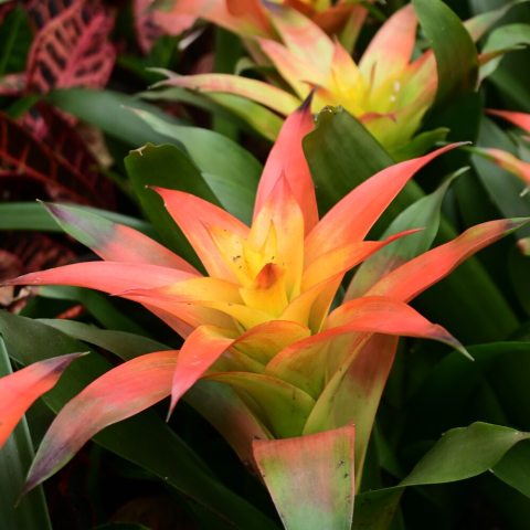 Orange bracts with golden-apricot scapes at the tip of the bract