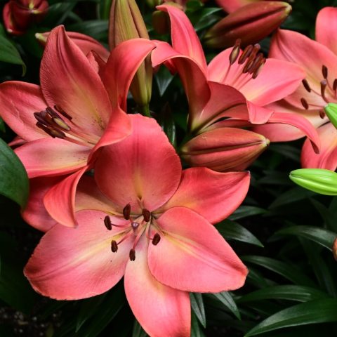 Large, upward-facing, fragrant pink blooms with a contrasting bright yellow center