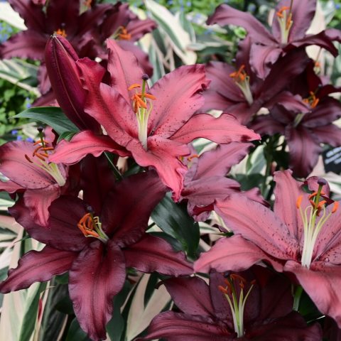 Upward-facing, deeply scented, large burgundy-red lily flowers.