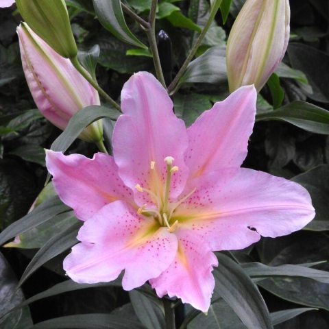 Large, single-flowered, light pink, with strong upright stems. 
