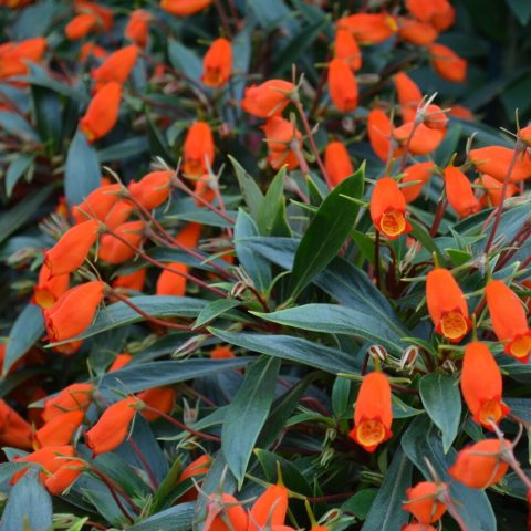 Features vibrant red-orange, tubular, nodding flowers, contrasting with dark green, velvety, lance-shaped leaves.