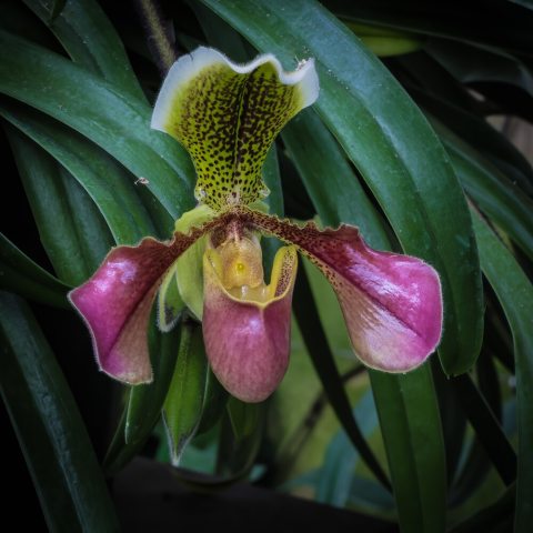 A slipper orchid, featuring a distinctive, large pouch-like lip with intense, deep colors including red, brownish-green, purple, and yellow, often with bold stripes on the dorsal sepal.