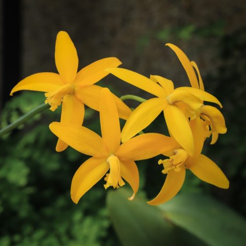 Star-shaped brilliant yellow-orange flowers on tall, upright stems.