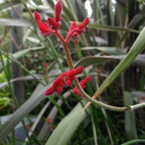 Large, velvety, tubular, claw-like tomato-red flowers, that appear on tall stalks. 