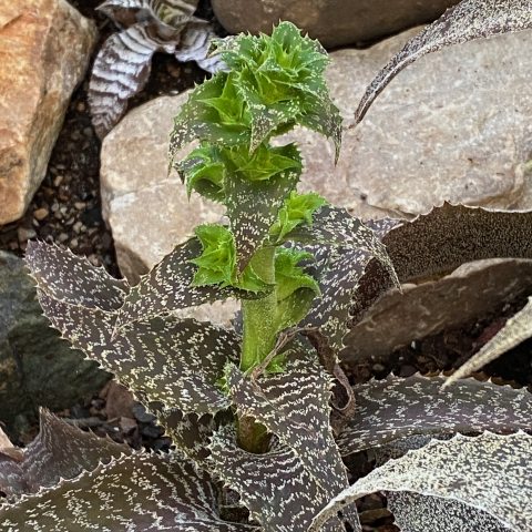 Thick, chocolate-brown to nearly black leaves with horizontal silver-white, zig-zag banding. Lime green plantlets produce small, white tubular flowers. 