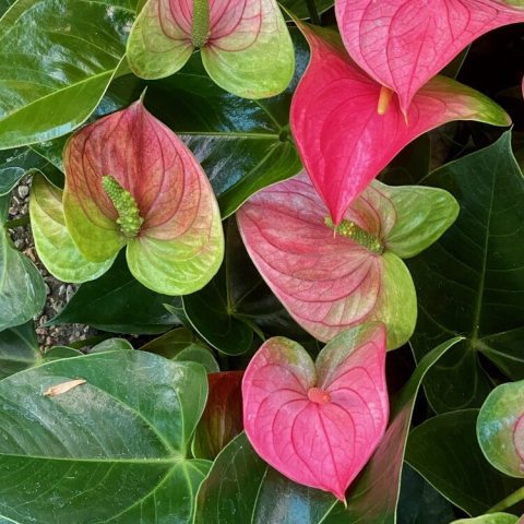 Anthurium (Andreanum Group) 'Anthbasawa' Pandola 